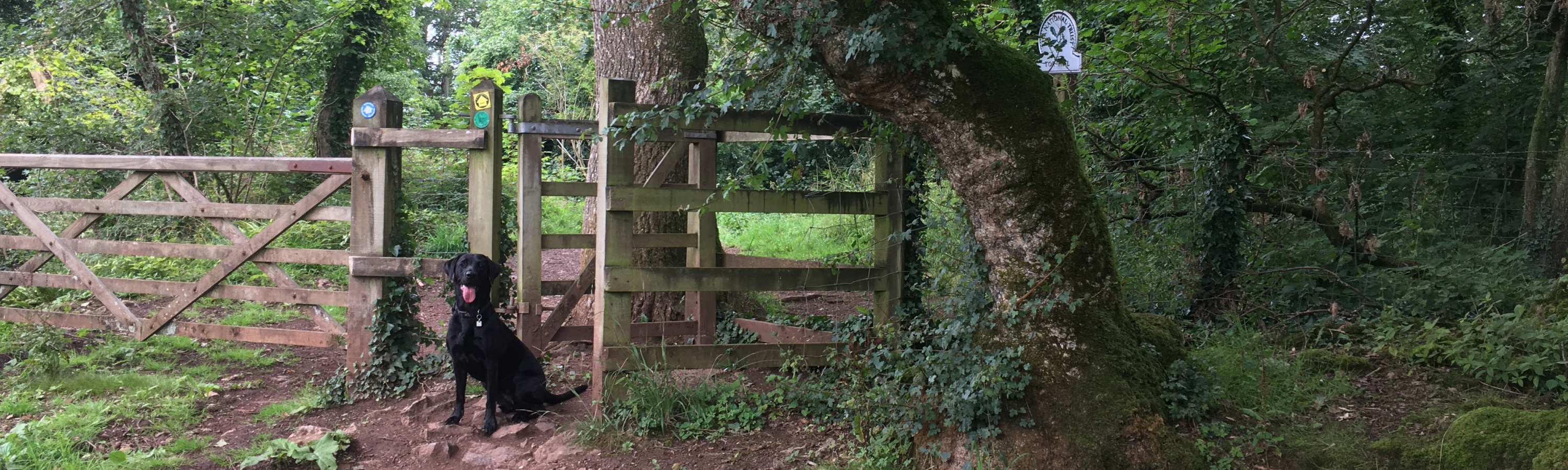 A picture of a kissing gate on a footpath situated in Tor Woods, Wells, Somerset